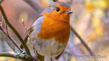 Robins will keep visiting your garden if you put 3 foods outside in September
