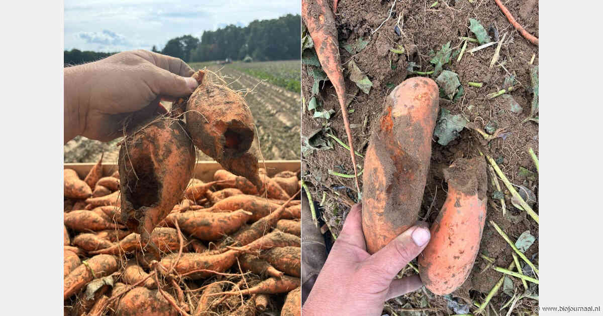 Muizenschade bij oogst biologische zoete aardappelen De Waog