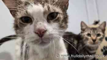 ‘Starving’ cats found in taped-up laundry basket now doing well in RSPCA care in East Yorkshire