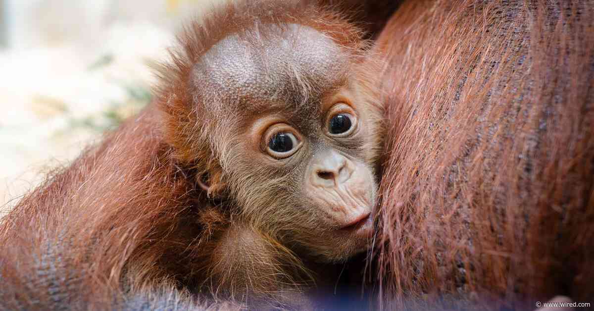 How a Secret Orangutan Breeding Program Is Creating a Baby Boom