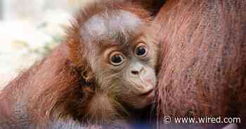How a Secret Orangutan Breeding Program Is Creating a Baby Boom