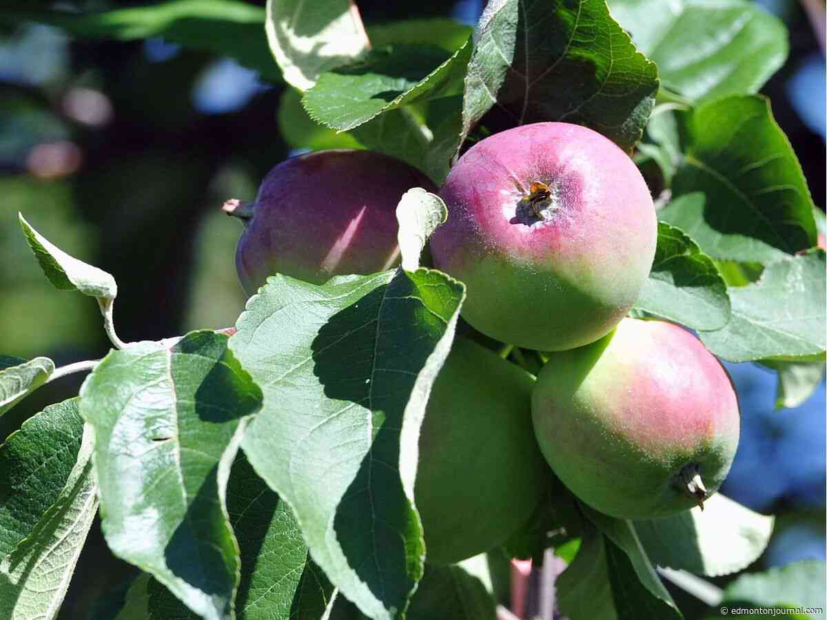 Growing Things: How to prune a grafted apple tree