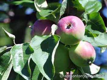 Growing Things: How to prune a grafted apple tree