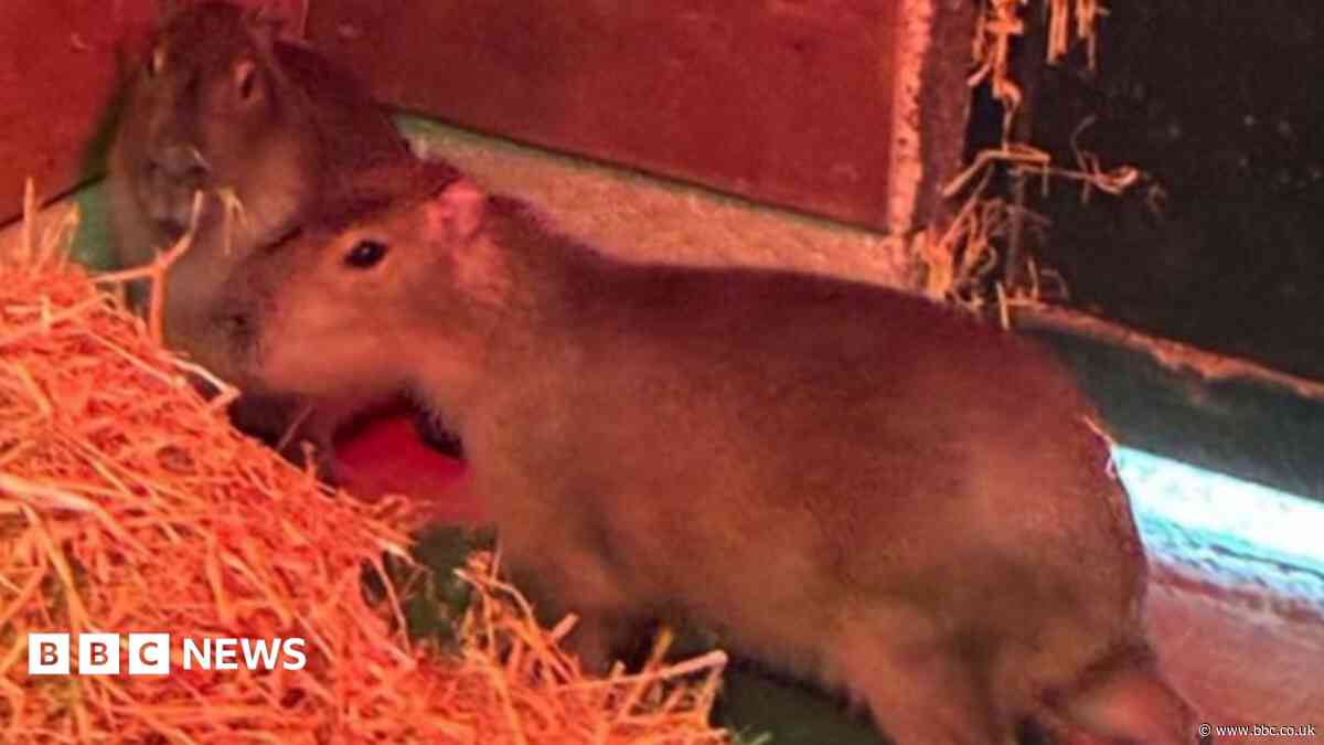 Capybara sighting confirmed as Samba hunt continues
