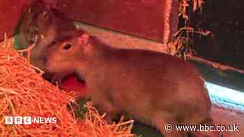Capybara sighting confirmed as Samba hunt continues