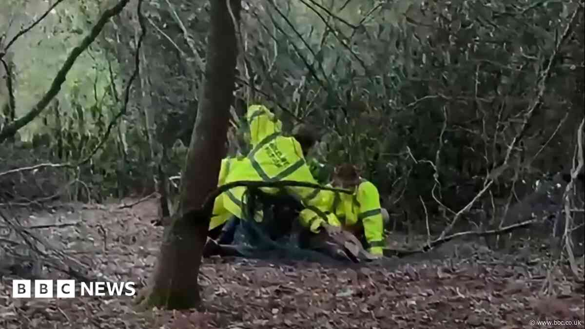 Rescue team release deer trapped in wire fencing