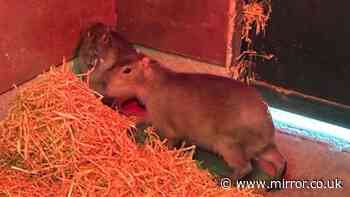 Zoo confirms sighting of missing capybara months after daring escape from Hampshire enclosure