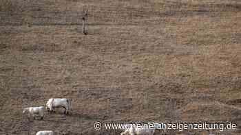 Paris stützt Landwirte nach Dürresommer mit Milliardenhilfe