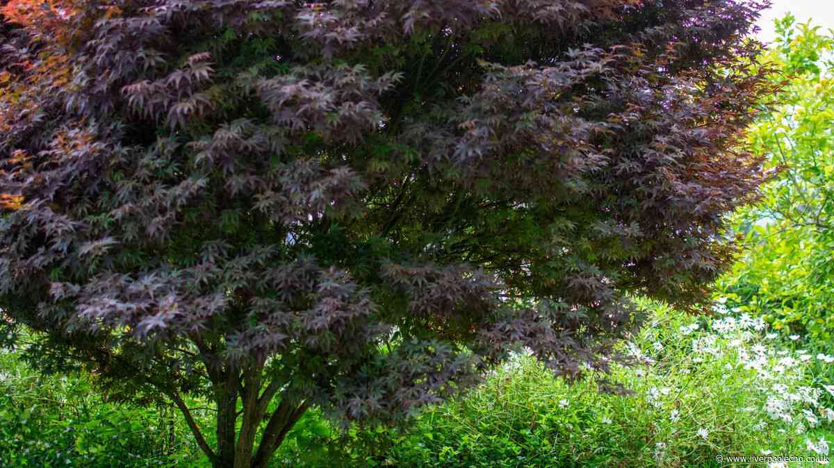 Keep Japanese maples healthy in winter and autumn with vital soil addition
