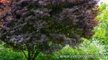 Keep Japanese maples healthy in winter and autumn with vital soil addition