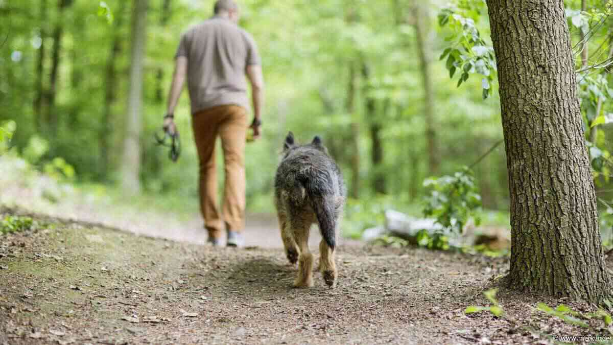 Ein Organ auf Zeit: Schweineniere ermöglicht 66-Jährigem Alltag ohne Dialyse