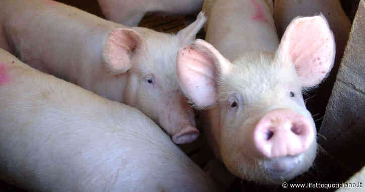 La nuova frontiera dello xenotrapianto, il rene di maiale geneticamente modificato diventa un “ponte” in attesa di quello umano
