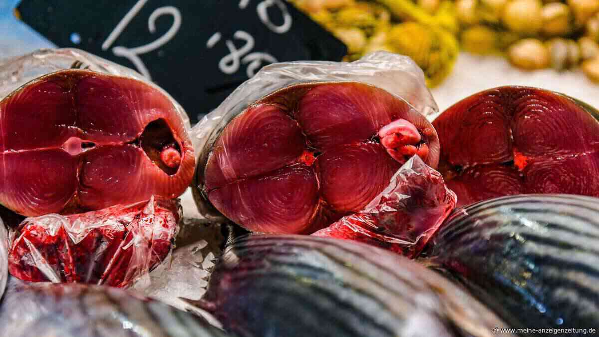 Parasiten im Speisefisch: 96 Prozent der Bonitos laut brasilianischer Studie befallen