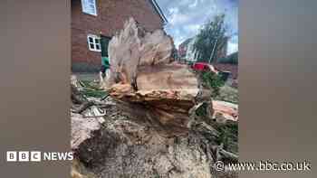 Boy nearly crushed by tree downed by lightning