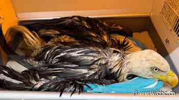 Bald eagle saved from Brantford, Ont., dump looked like 'very smelly drowned rat,' wildlife custodian says