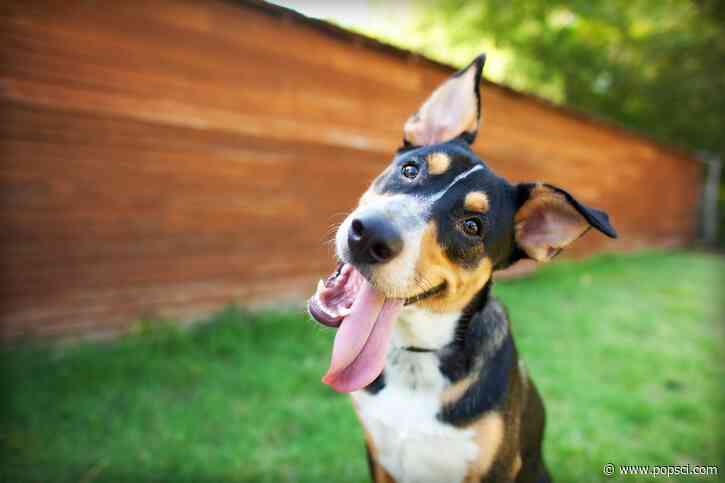 Why dogs tilt their heads, according to science