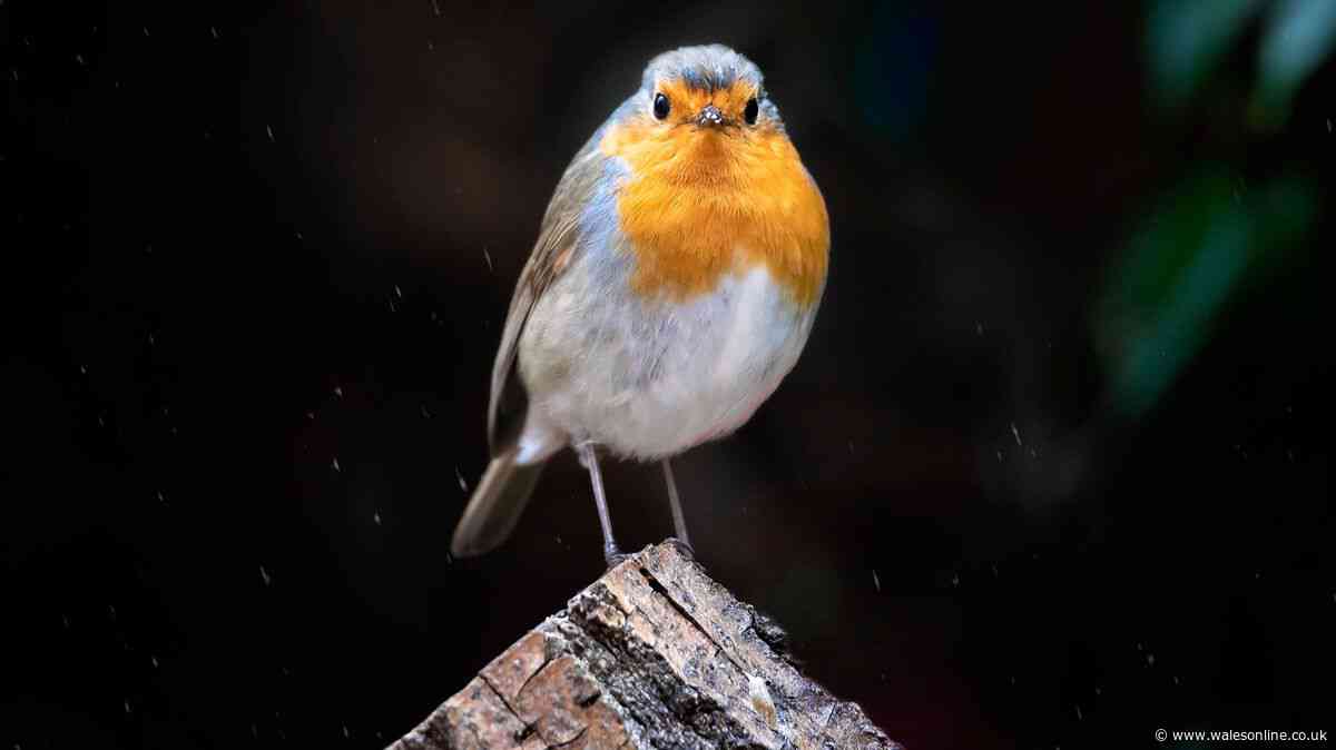 Put three foods in your garden now and have robins visiting by Christmas