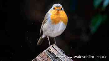 Put three foods in your garden now and have robins visiting by Christmas