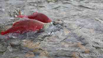 Fishers empty-handed following dismal Fraser River sockeye run
