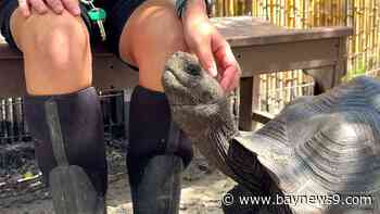 Get your shell on: Meet Brevard Zoo’s large Galápagos tortoises