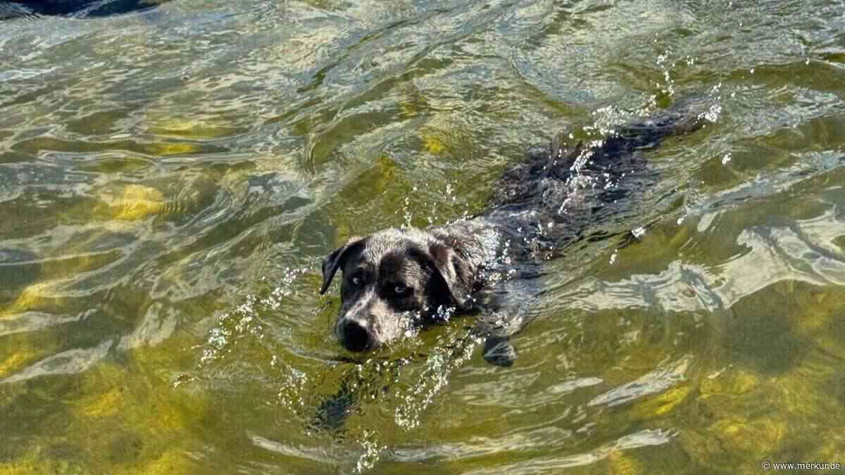 Hundeschwimmen in der Oach: Vierbeiner dürfen zum Schluss ins Becken