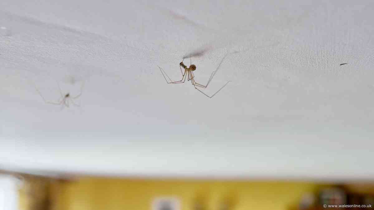 One item in your home could be attracting spiders indoors this autumn without you knowing