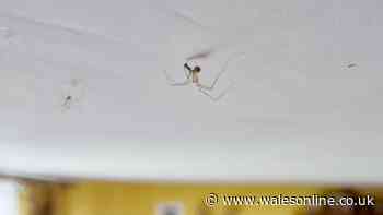 One item in your home could be attracting spiders indoors this autumn without you knowing