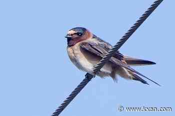 Central Texas' September bird forecast