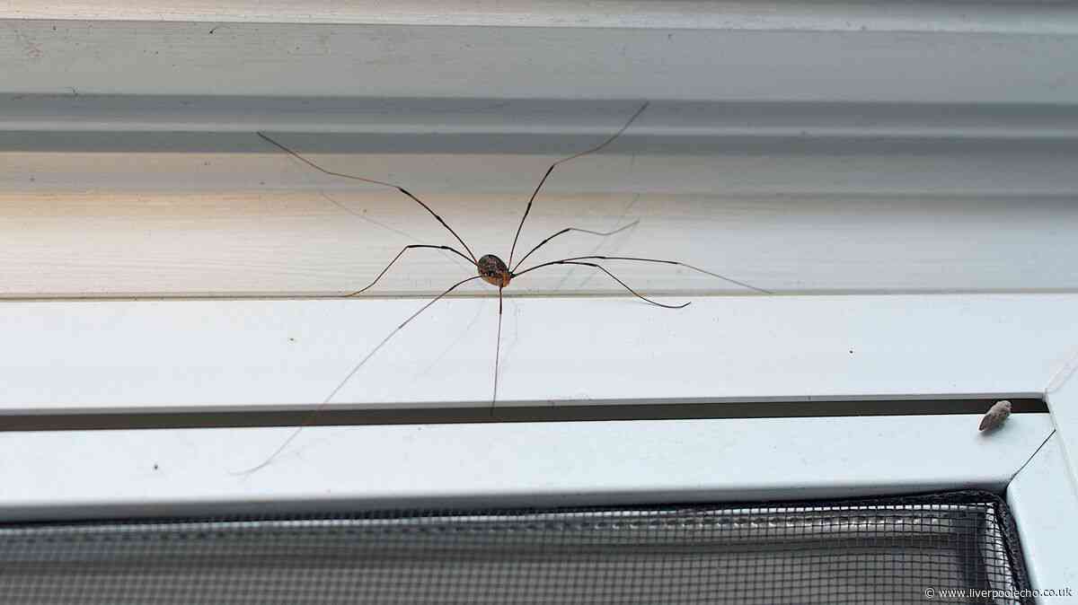 Everyday item attracting spiders into your home this autumn