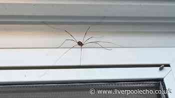 Everyday item attracting spiders into your home this autumn