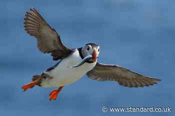 Puffin numbers fall on Scottish island amid climate change concerns