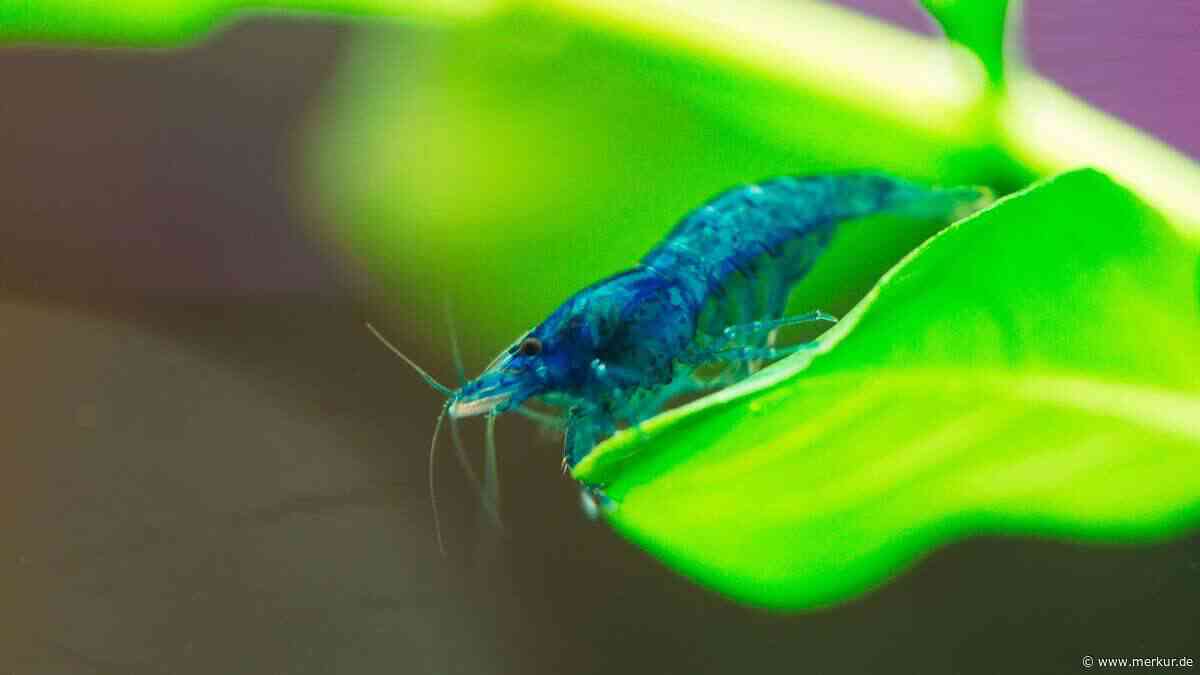 Die 10 farbenprächtigsten Garnelen fürs Aquarium – und welche wirklich zu Ihnen passt