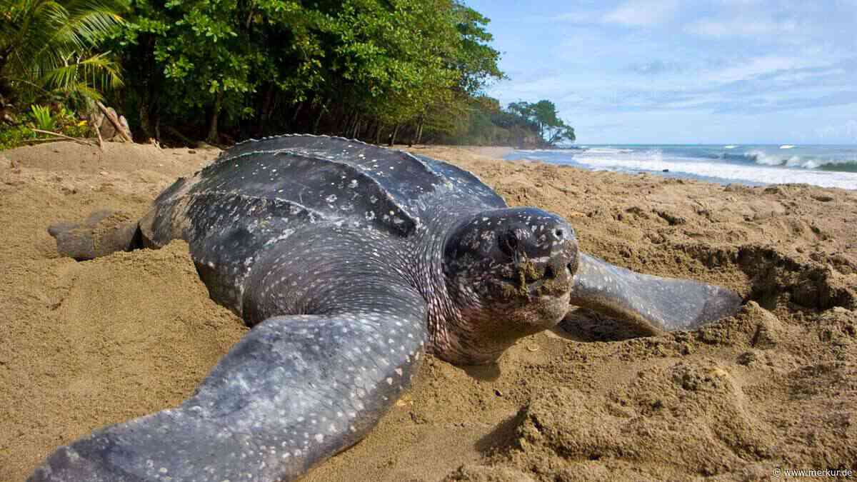Seltene Begegnung vor Italiens Küste: Riesige Lederschildkröte gesichtet – sie ist bis zu 35 km/h schnell
