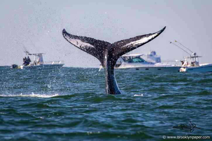 As whale sightings surge off NYC coast, Hochul signs whale safety law