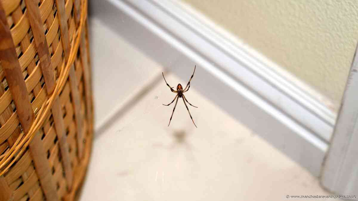 Spiders are attracted to your homes by 1 'everyday item' people overlook — how to keep them out