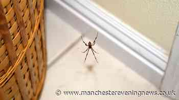 Spiders are attracted to your homes by 1 'everyday item' people overlook — how to keep them out