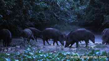Oklahoma man, 63, killed in freak accident involving ten WILD PIGS