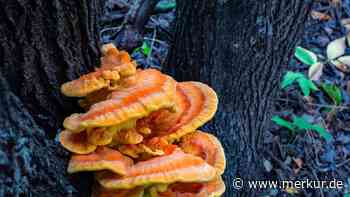 Dieser Pilz ist ein „Schnitzel des Waldes“: So erkennen und bereiten Sie ihn richtig zu