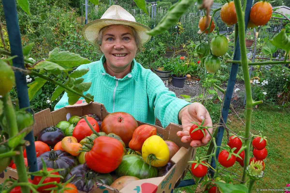 „Tomatenqueen“ zeigt Sortenvielfalt im Schützenhaus Hohenstein-Ernstthal