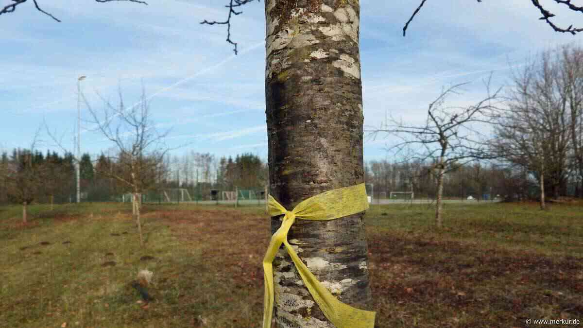 Gelbes Band in Gilching: Äpfel und Birnen dürfen kostenlos gepflückt werden