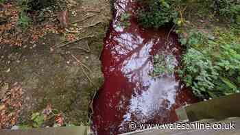 Mystery as tranquil Welsh stream turns red