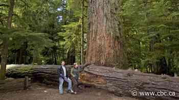 Cathedral Grove winner of The Search for B.C.'s Best Roadside Attraction