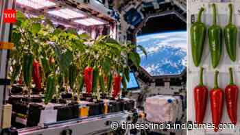 In 2021, Nasa grew Hatch chile peppers in microgravity, producing 26 peppers in 137 days