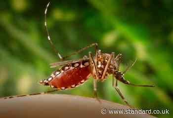 Mosquitoes alert in London: Invasive species which can carry deadly virus found breeding in capital's homes
