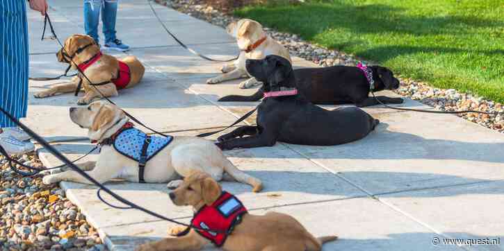 Wat zou er nodig zijn om van jouw hond een echte 'hulphond' te maken?