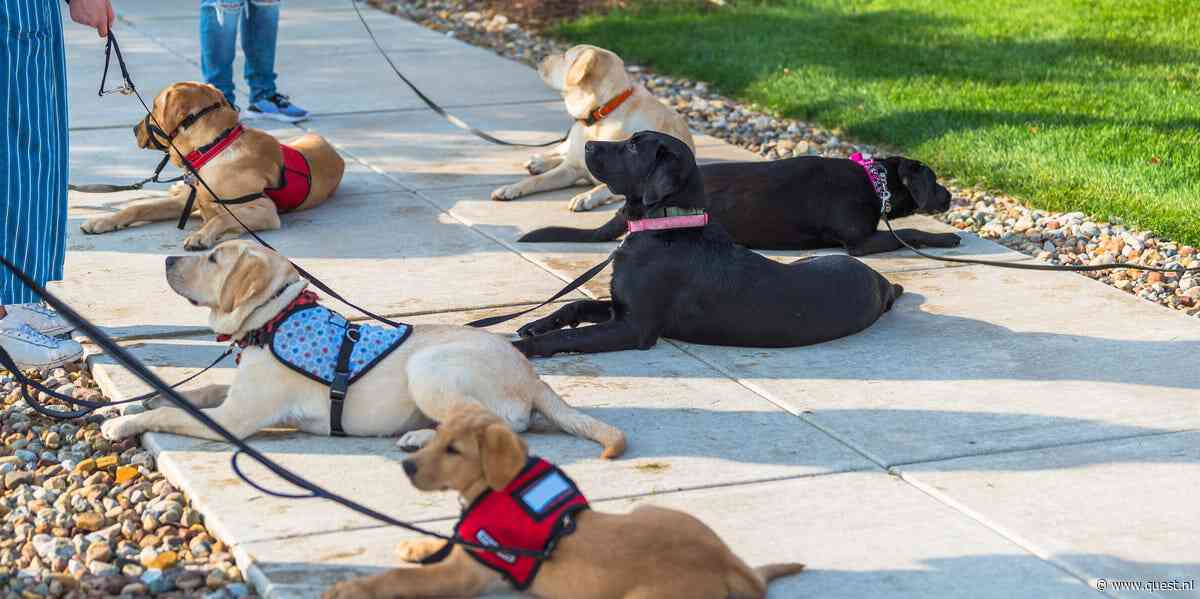 Wat zou er nodig zijn om van jouw hond een echte 'hulphond' te maken?