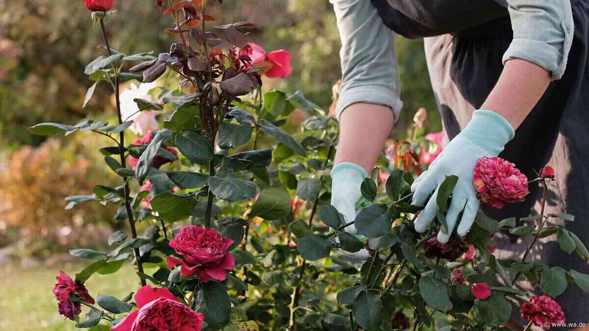 Rosenpflege im Herbst: Ein Münchner Gärtner erklärt, welchen Fehler Sie jetzt vermeiden sollten