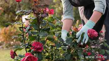 Rosenpflege im Herbst: Ein Münchner Gärtner erklärt, welchen Fehler Sie jetzt vermeiden sollten