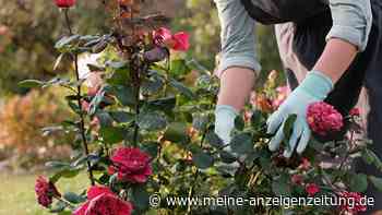Rosenpflege im Herbst: Ein Münchner Gärtner erklärt, welchen Fehler Sie jetzt vermeiden sollten