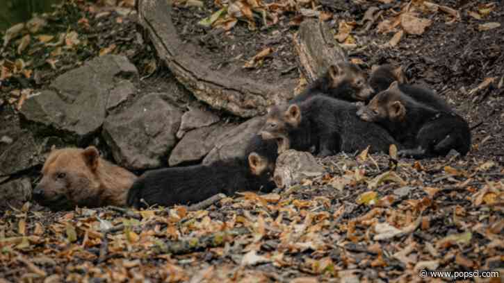 Bush dog puppies sound like birds